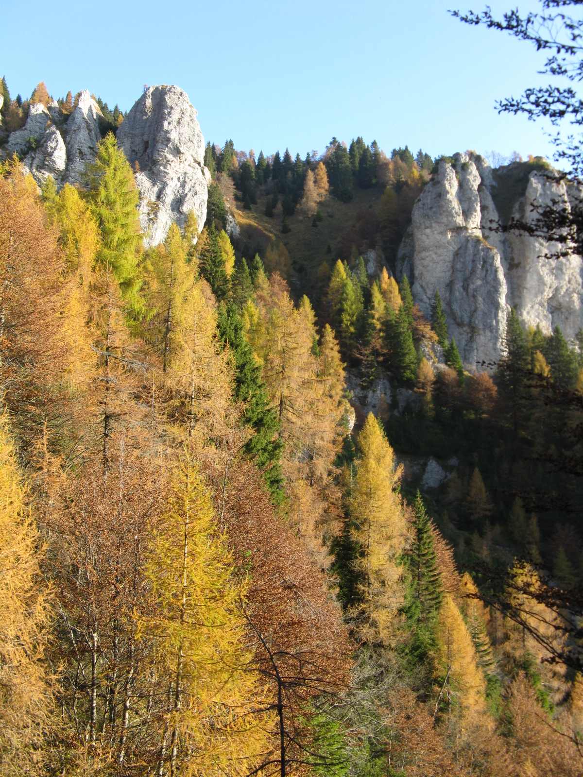 Cimon de Cajada: sulle tracce dei camosci.